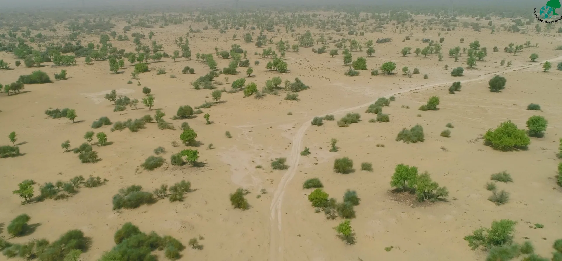 gallery image Desert Trees