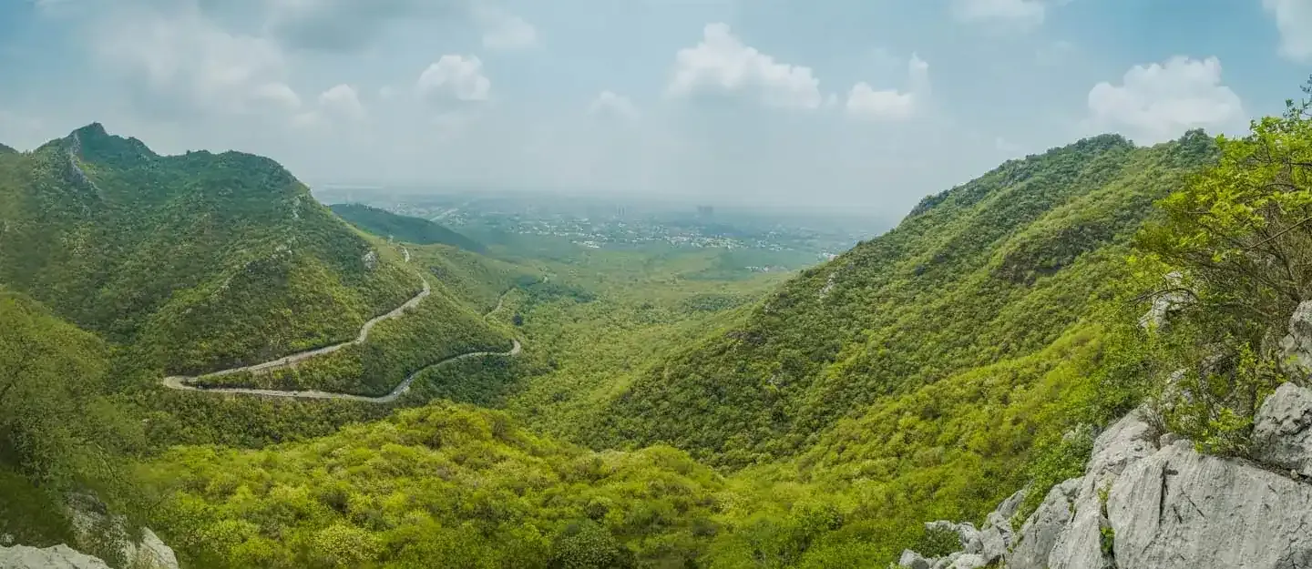 gallery image Forest