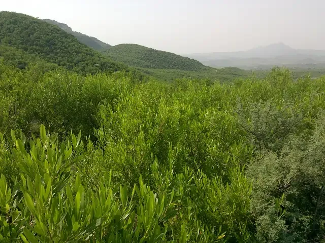 gallery image diljaba