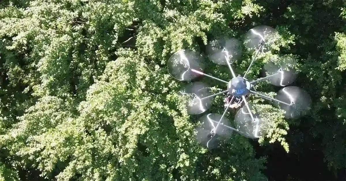 gallery image Forest