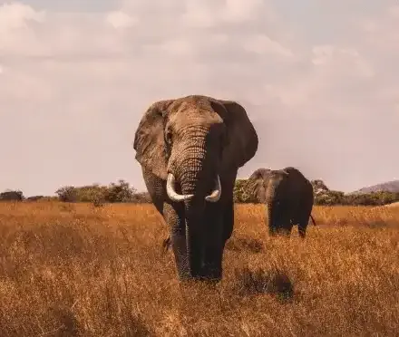 gallery image Elephant