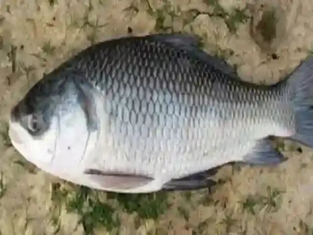 gallery image rohu fish
