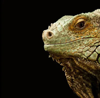 gallery image Lizzard