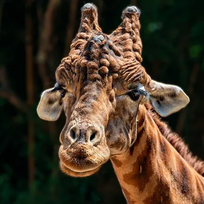 gallery image Giraffe