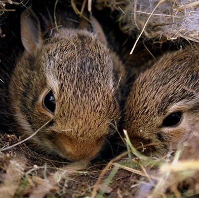 gallery image Rabbit