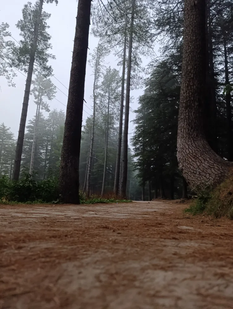 gallery image Forest