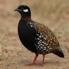 gallery image black partridge